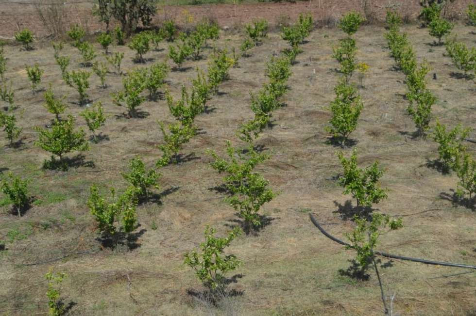 Raúl Nieto muestra plantíos frutales
