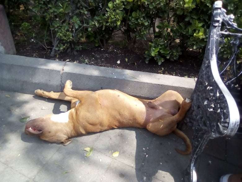 perro en pleno jardín 